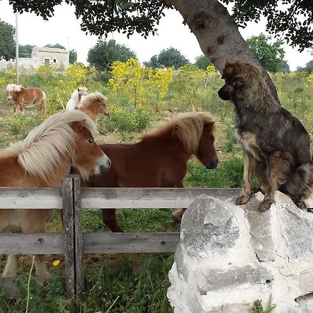 Masseria Boscorotondo Farm stay